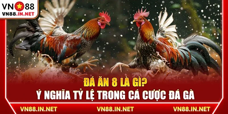 Đá ăn 8 là gì? Ý nghĩa tỷ lệ trong cá cược đá gà