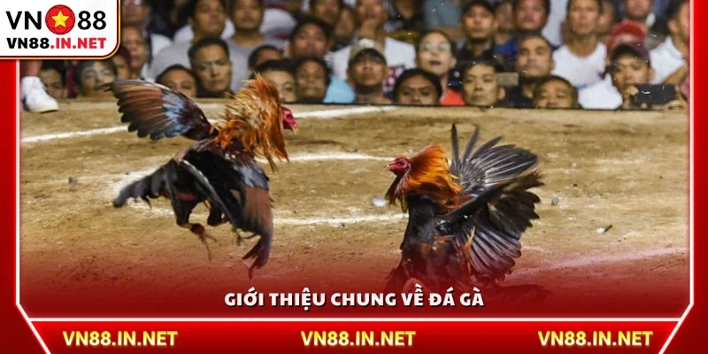 Tổng quan về bộ môn đá gà